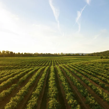 altus economics professional services Agriculture